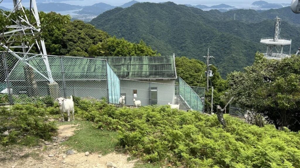 天円山のヤギの群れ